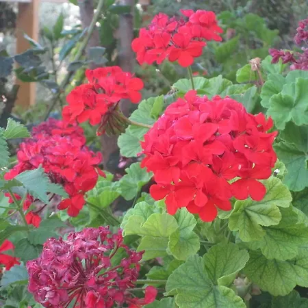 Sunshine Crete